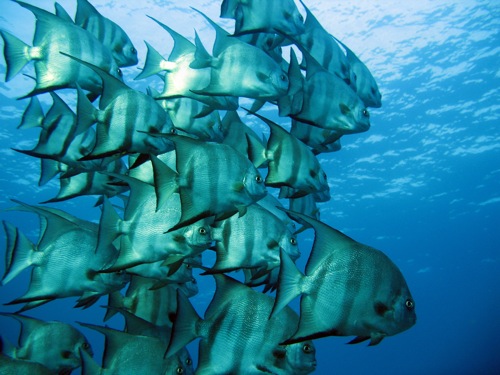 Scuba4