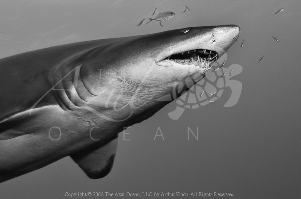 2008 NC - Sand Tiger Shark