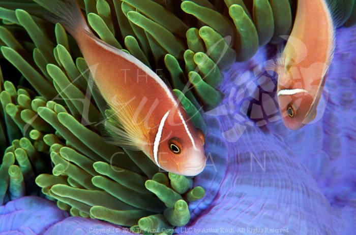 2009 Solomon Islands Pink Amemonefish