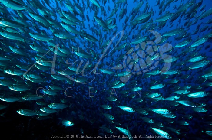 2010 Bonaire Redear Herring Harengula humerali