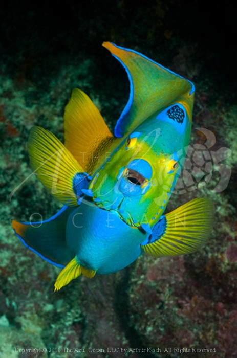 2010 Key Largo - Queen Angelfish