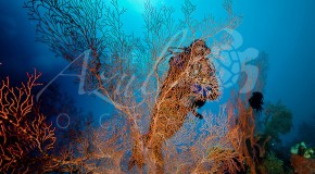 21 Underwater Photography Shots From The Azul Ocean That Will Blow Your Mind