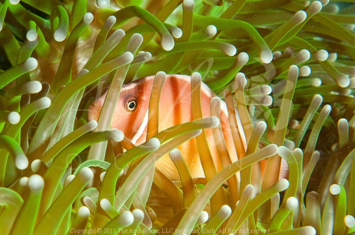 2011 Wakatobi - Pink Anemonefish Amphiprion perideraion