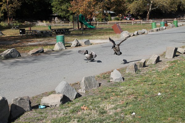 10 action sports for nyc residents biking in the palisades