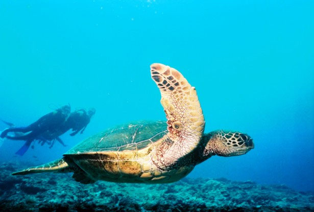 catalina-islands-scuba-diving
