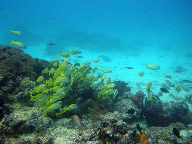 mnemba-island-scuba-diving