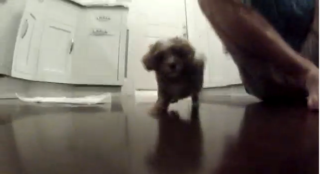 Cavapoo Puppy