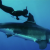 Kimi Werner Free Dives With A Great White Shark